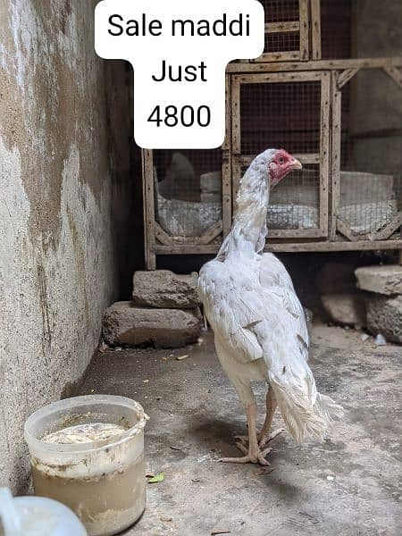 "Authentic Heera Aseel maddi for sale"High quality Heera egg for Sale" 0