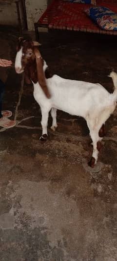 for sale bakra