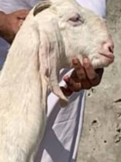 bakri