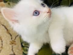 Blue Eyes White & Grey Eyed Golden Kittens