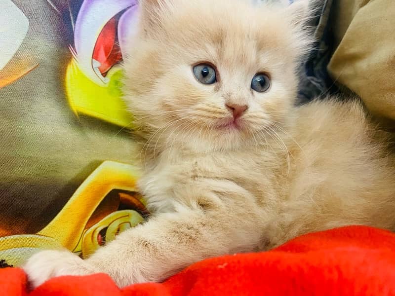 Blue Eyes White & Grey Eyed Golden Kittens 1
