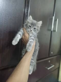 Persian kitten's punch face triple coated age 2months healthy & active