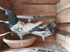 kabli & gola pigeons