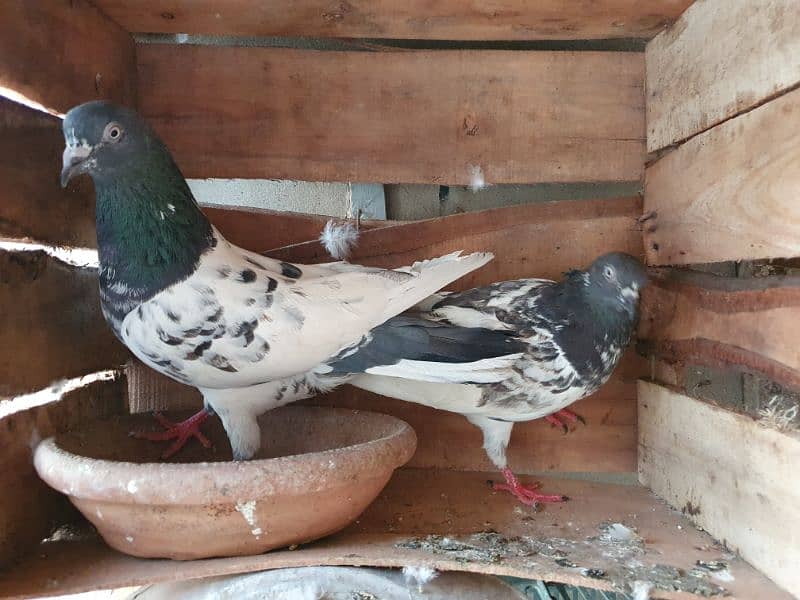 kabli & gola pigeons 0