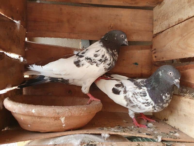 kabli & gola pigeons 1