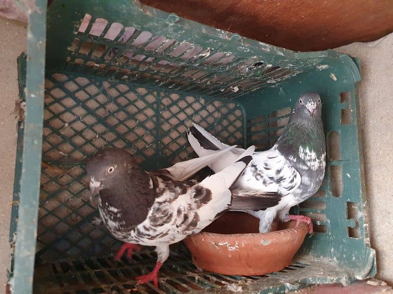 kabli & gola pigeons 2