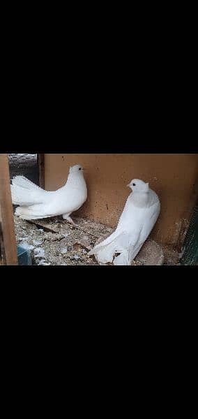 kabli & gola pigeons 5