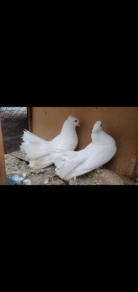 kabli & gola pigeons 6