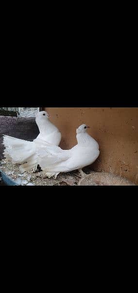kabli & gola pigeons 7