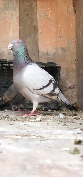 kabli & gola pigeons 8