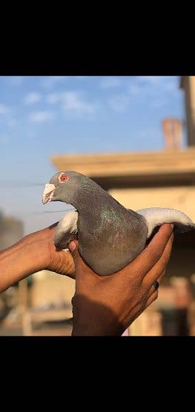 kabli & gola pigeons 9