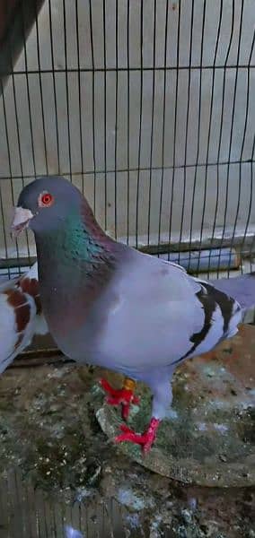 kabli & gola pigeons 10