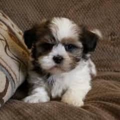 shih-puu puppies avaiable for S