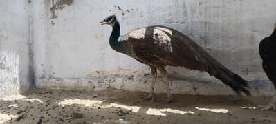 very beautiful peacock