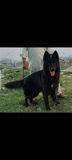 black gsd male available for stud