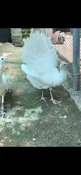 peacocks chicks eggs breeders for sale. 3