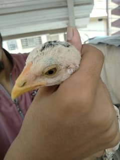 Aseel Jawa chick
