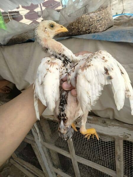 Aseel Jawa chick 1