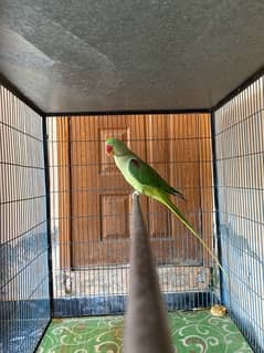 raw parrot pair jumbo size age 2.2 years