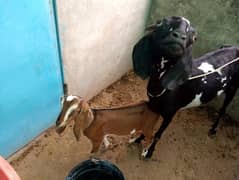 Goat Sheep Chatra | bakra | sheep | Breader | bakry | بکرا