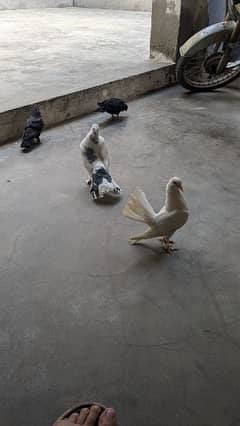 Lucky Pigeons