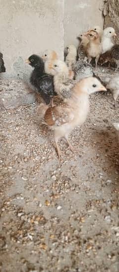 26 days old & 39 days old golden misri chicks available,Desi chicks