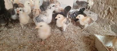 25 days old Golden Misri vaccinated chicks,desi chicks