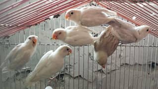 Albino Love Birds