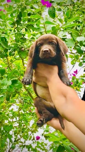 chocolate Labrador puppy available for sale ( ‪+92 370 4678376‬ ) 1