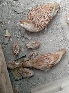 dhakni teetar 2 weeks chicks for sale