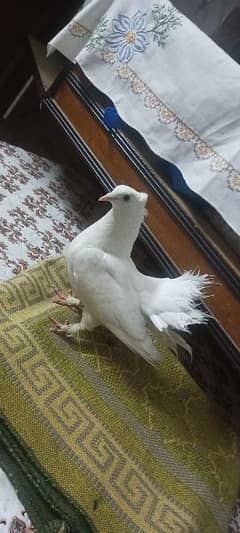 White Laka pigeon