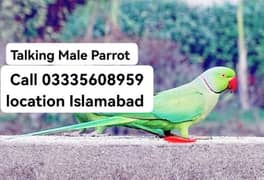 Talking Male Parrot Green Ring Neck Full Jumbo Size