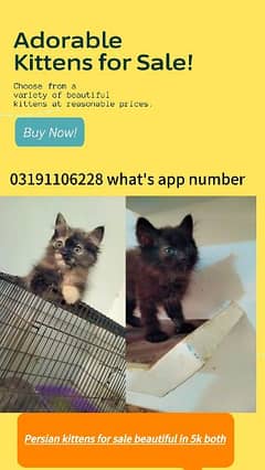 Persian kittens 2 months healthy and active
