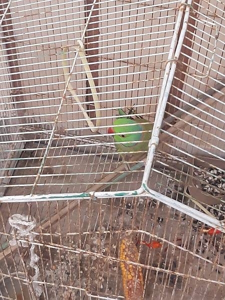 urgent sale tota Green ring neck 0