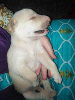 labra pup for sale