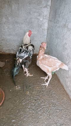 Aseel pair for sale