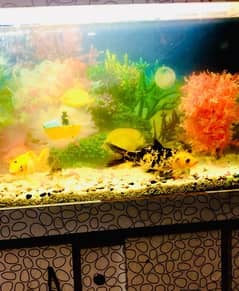 fish aquarium for sale ,