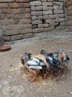 Aseel mianwali chooza 6 pairs for sale age 3 months