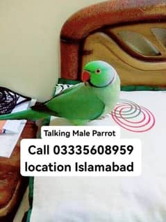 Fixed 8500 Talking Male Parrot Green Ring Neck Jumbo Size