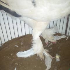 American lakha pigeon for sale 0