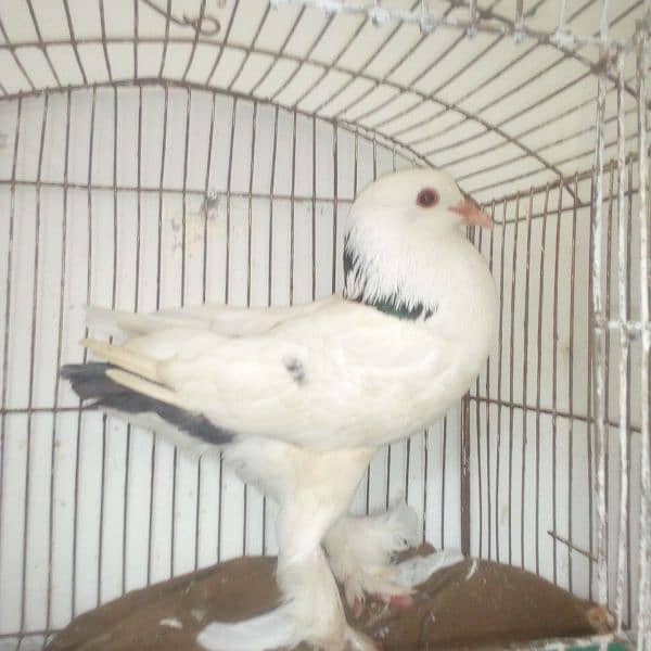 American lakha pigeon for sale 1
