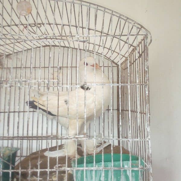 American lakha pigeon for sale 2