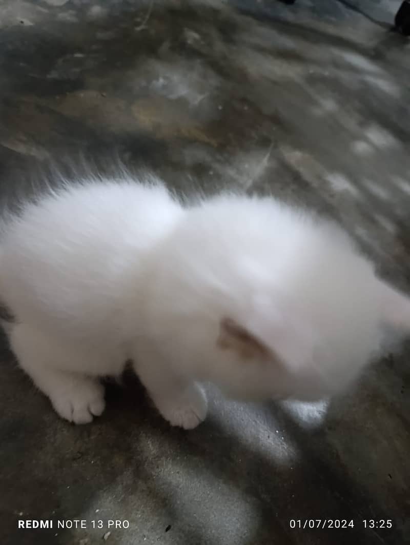 White Persian Kittens for Sale 0