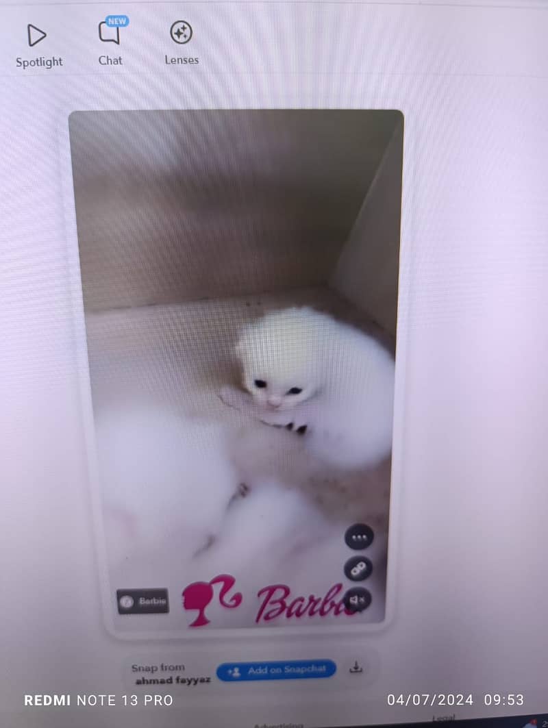 White Persian Kittens for Sale 1