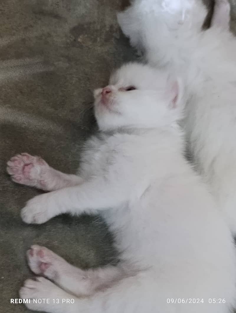White Persian Kittens for Sale 2
