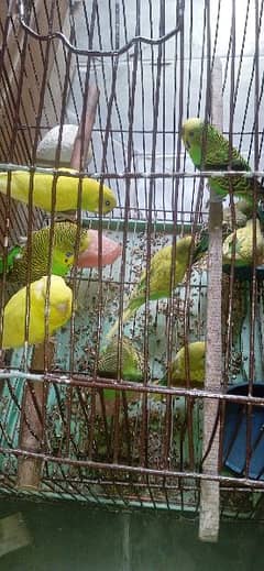 Australian parrot for sale only in 800 breeder pair