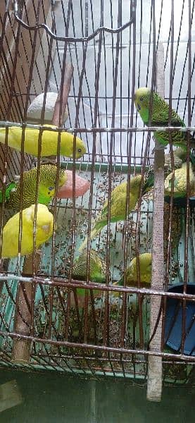 Australian parrot for sale only in 800 breeder pair 0