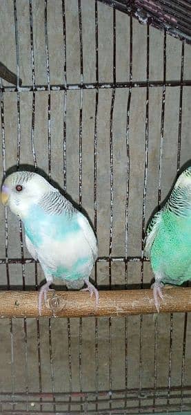 Australian parrot for sale only in 800 breeder pair 1