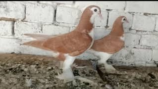 Sherazi Kabootar Fancy Pigeon 03431683430