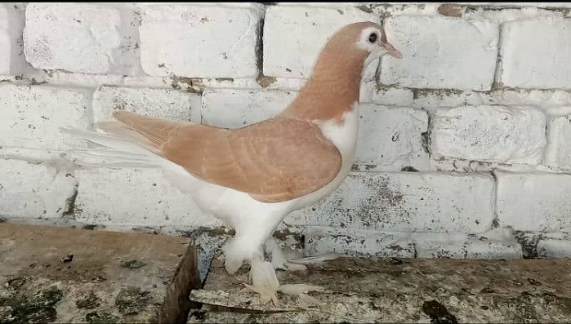 Sherazi Kabootar Fancy Pigeon 03431683430 1